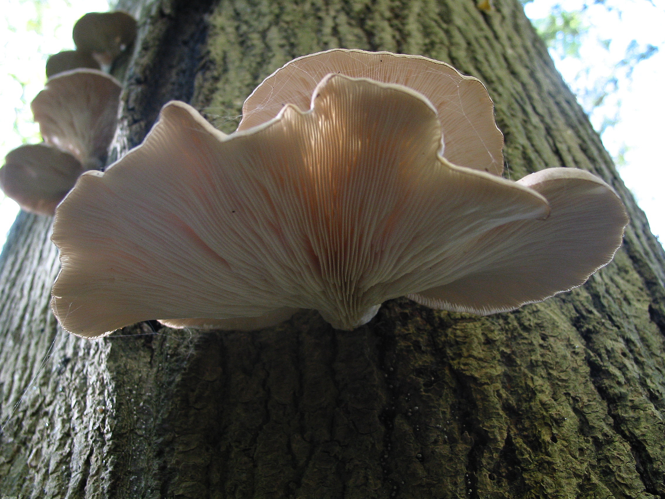 Oyster Mushrooms - Pleurotus ostreatus / florida